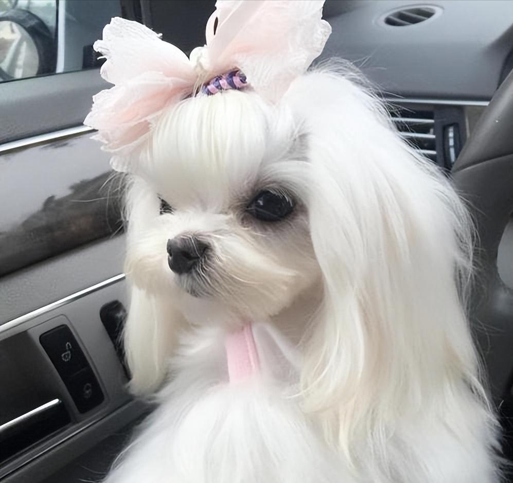 怎么自己在家给狗狗体检,在家给狗狗做检查