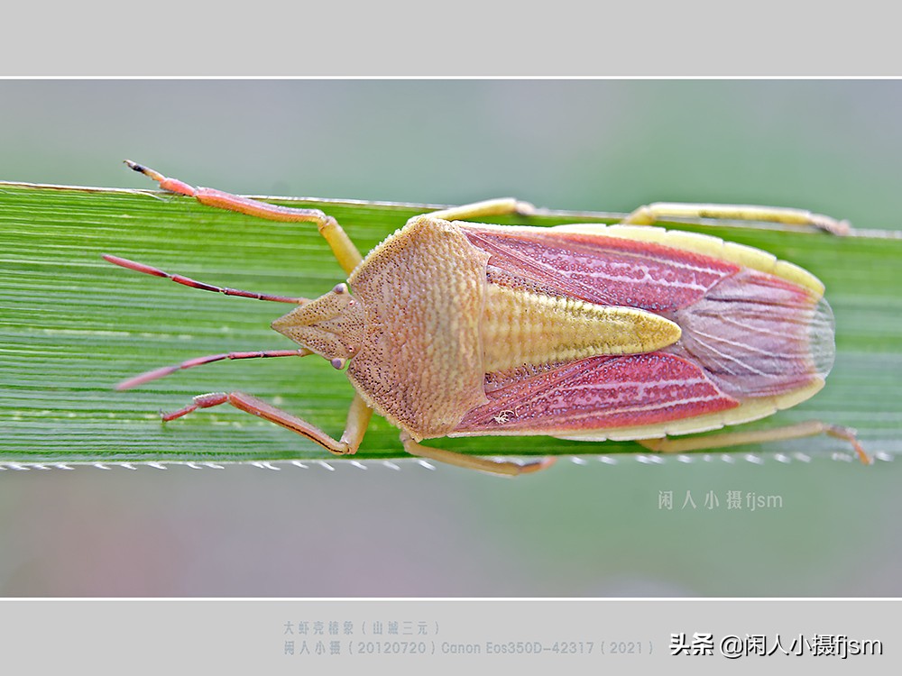 近距离拍摄昆虫小动物,常见昆虫微距摄影活动