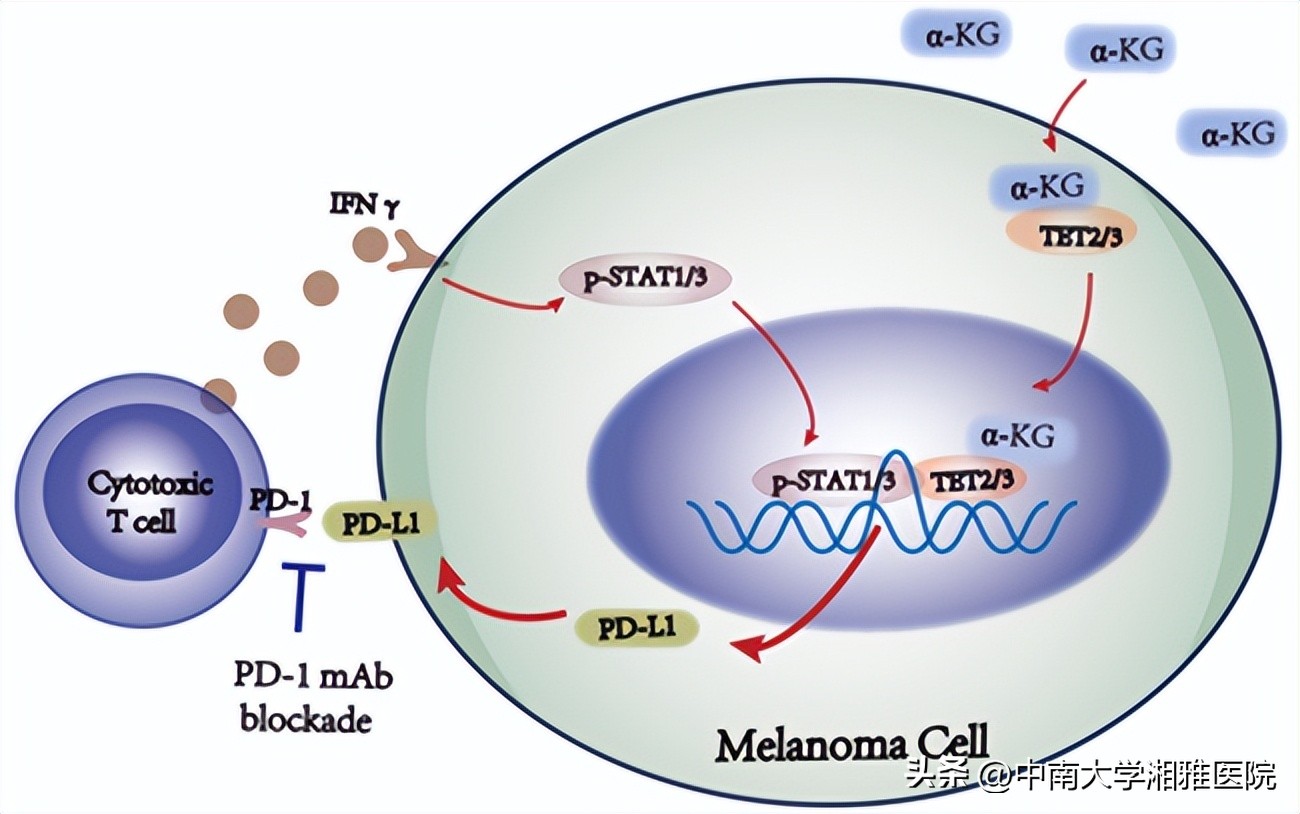 皮肤病最权威的治疗指南,皮肤病治疗综述