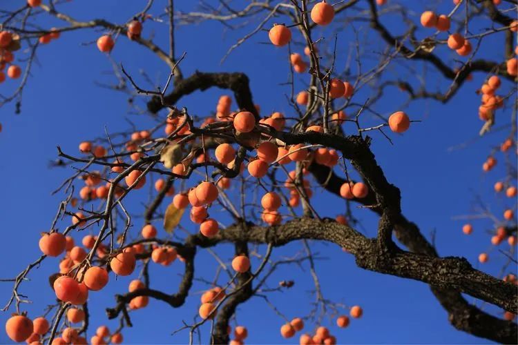 秋日好柿节,又到一年好时节