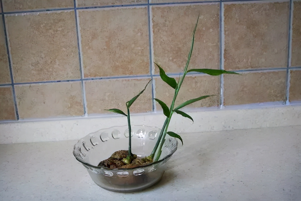 盆栽生姜什么时间种植怎样管理,生姜盆栽的种植方法时间