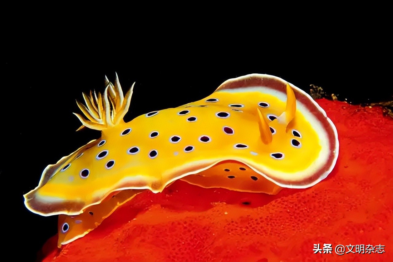 海洋精灵：多姿多彩的海蛞蝓