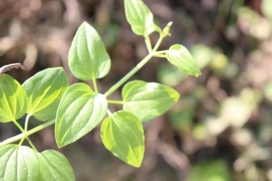 万物有灵|皂原野摇曳小风车——茜草