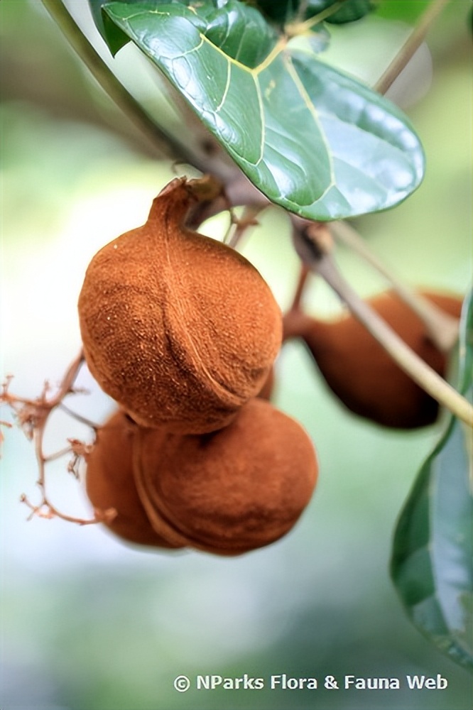 “藤黄果”、“猴果”…近20种你不知道的非洲雄鹰喀麦隆水果