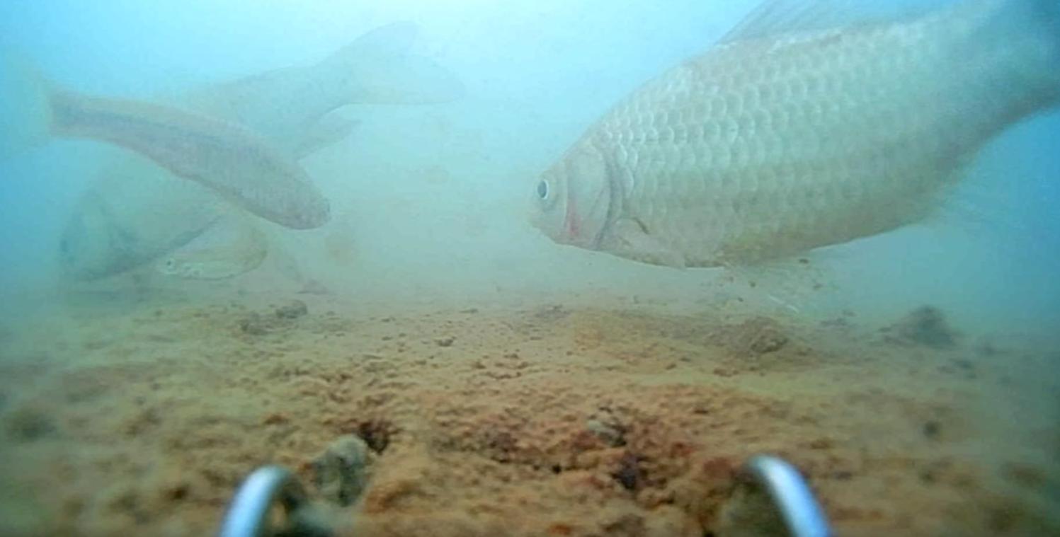 鲫鱼为什么要钓钝点,冬季为啥鲫鱼越钓越小