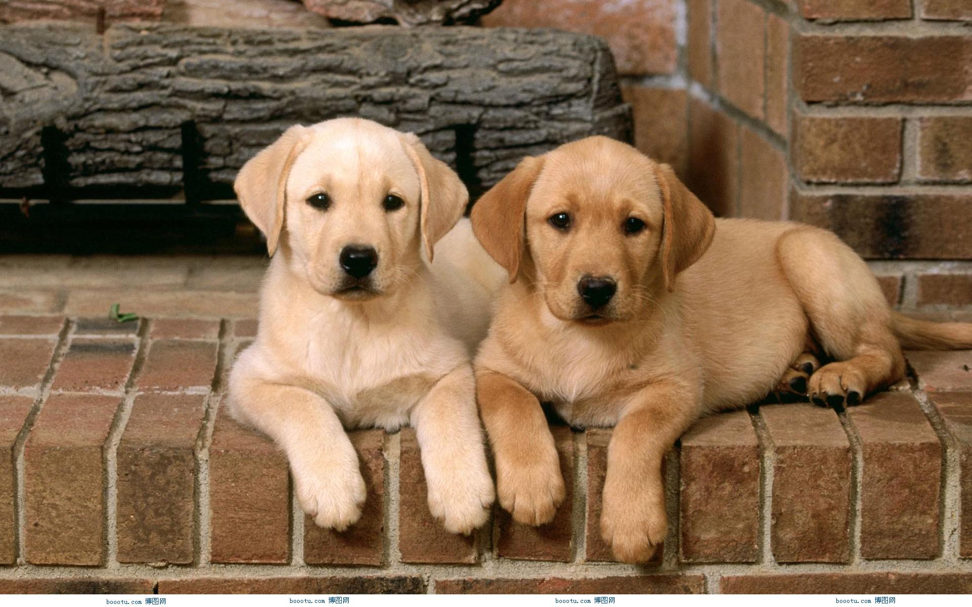 成年的狗狗得细小的症状是什么,狗狗得细小是什么病什么症状