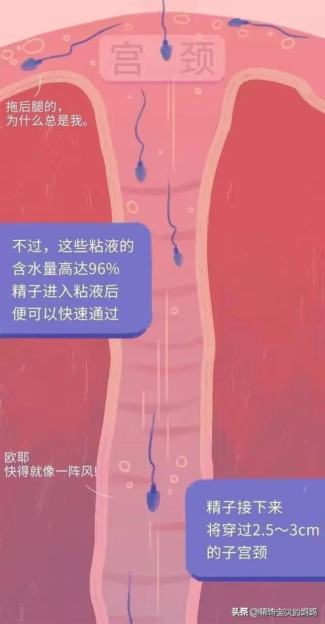 精子进入女性体内的24小时，都经历了什么？漫画