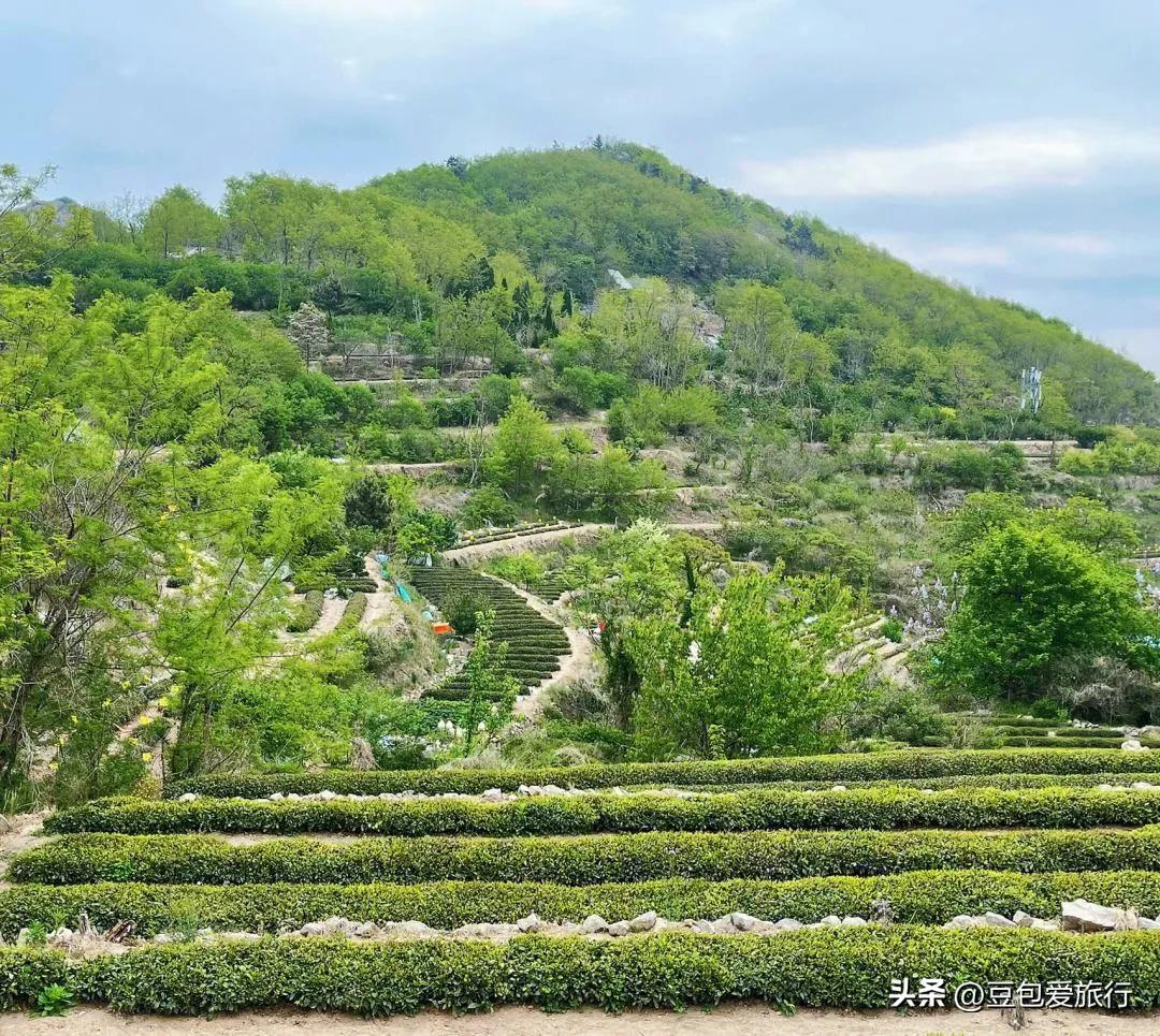 青岛土特产,青岛土特产什么可以带回家