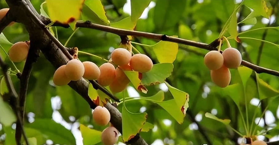每日一味中药薏苡仁,每日一味中药白扁豆