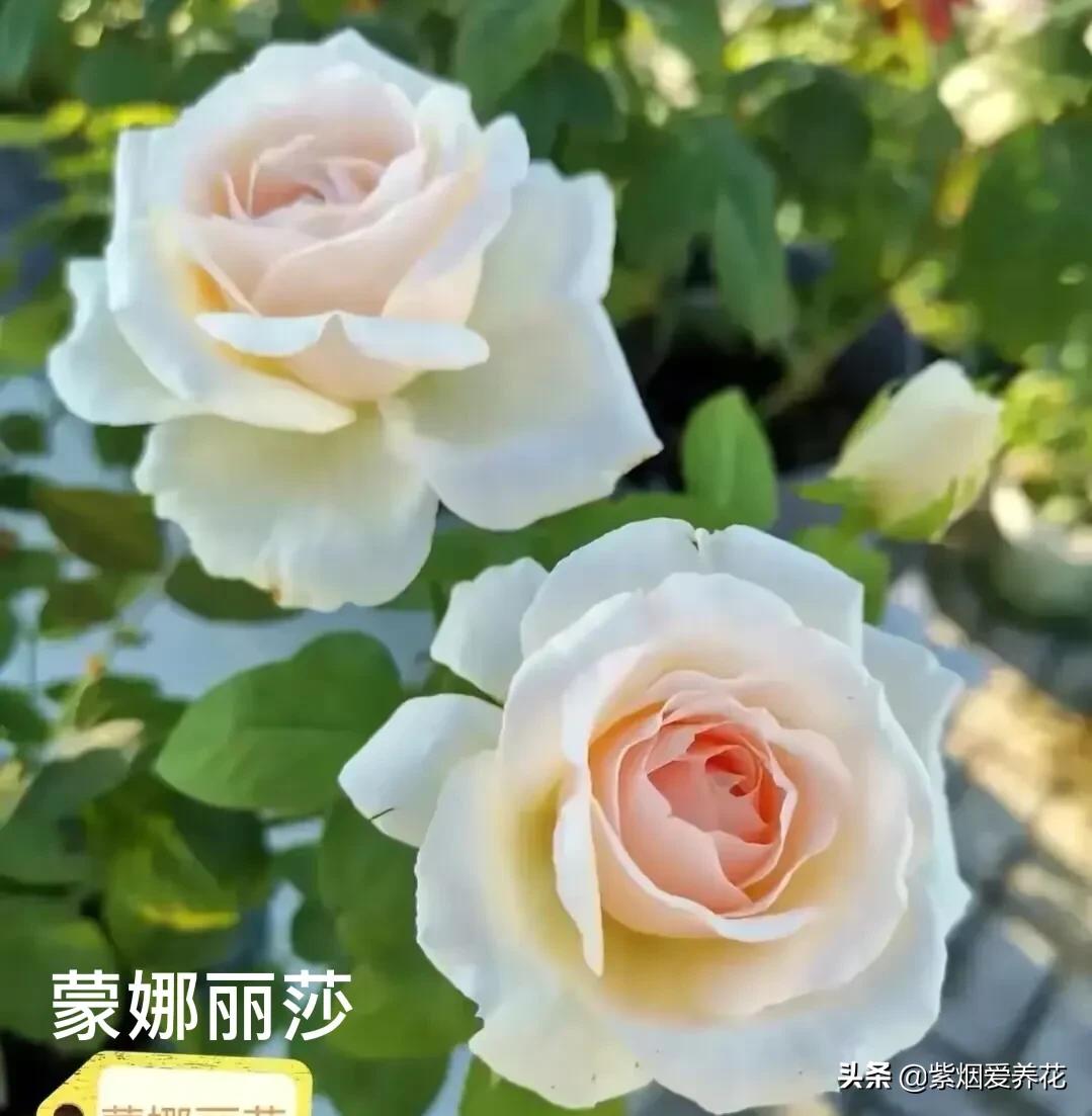 很仙的粉白色的月季品种,天狼月季涵仙