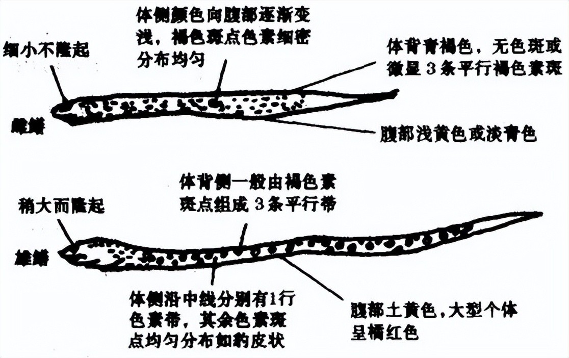 黄鳝一年能产子多少,母黄鳝产子过程