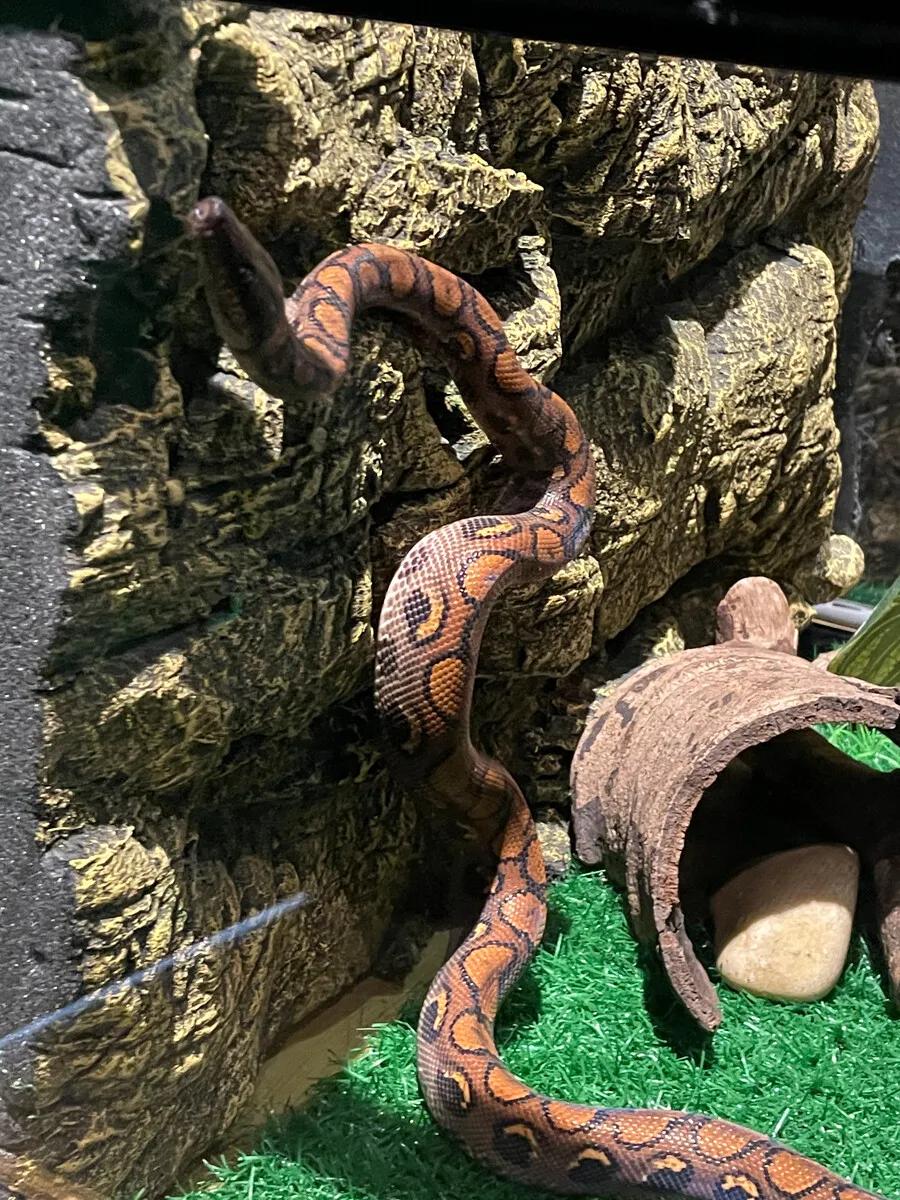 广州长隆野生动物世界有大象吗,广州长隆野生动物世界有多少动物