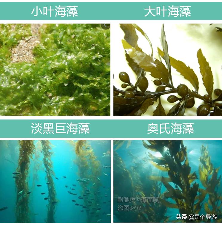 海藻面膜有哪些效果,海藻面膜和一般面膜哪个效果好