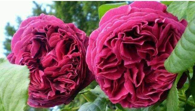 巴掌大月季,月季埋土里可以长出新的月季