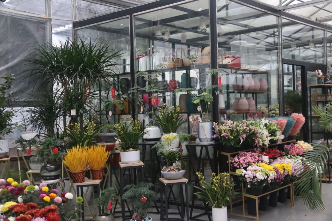 湖南“花二代”开园艺中心，线上一天卖花12万盆，年营业额超2000万元