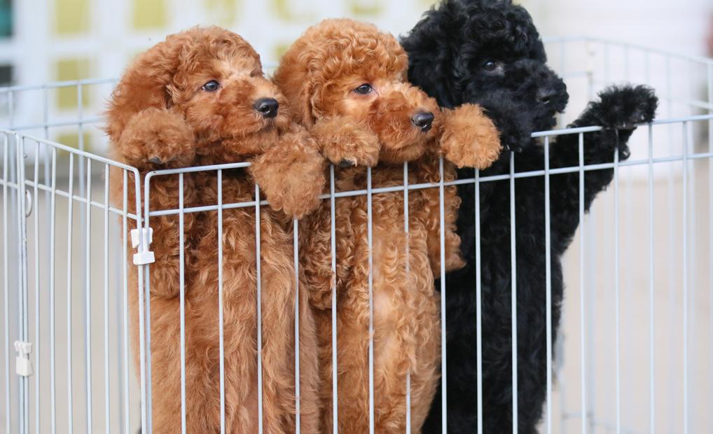 狗狗品种大全新手适合养什么狗呢,狗狗品种大全新手适合养什么狗