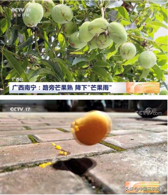 路边的绿化果,路边的绿化树叫什么