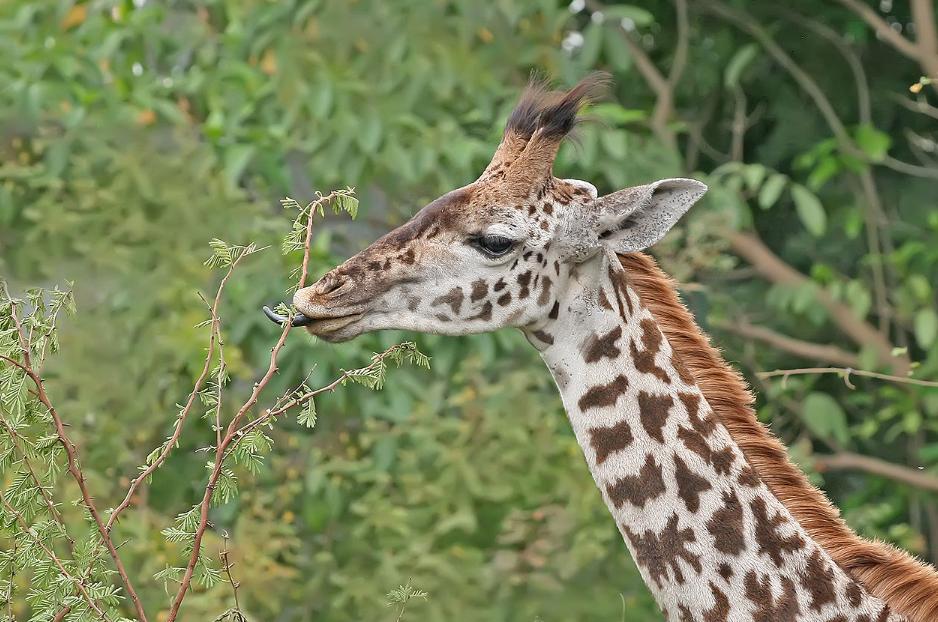 长颈鹿踢飞狮子,狮子偷袭长颈鹿长颈鹿使出杀手锏