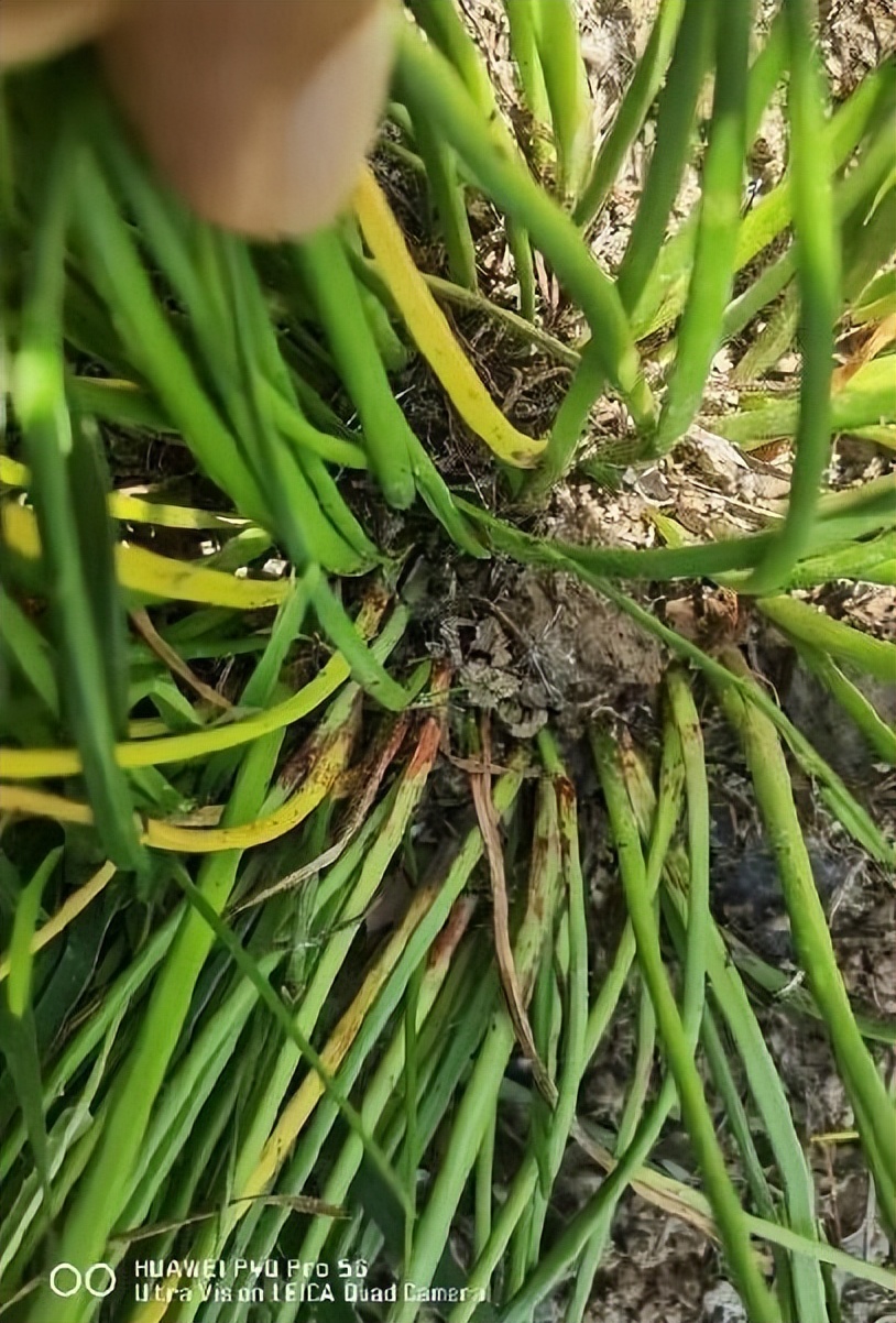 12月份园林绿化养护工作重点,元月份园林养护重点工作