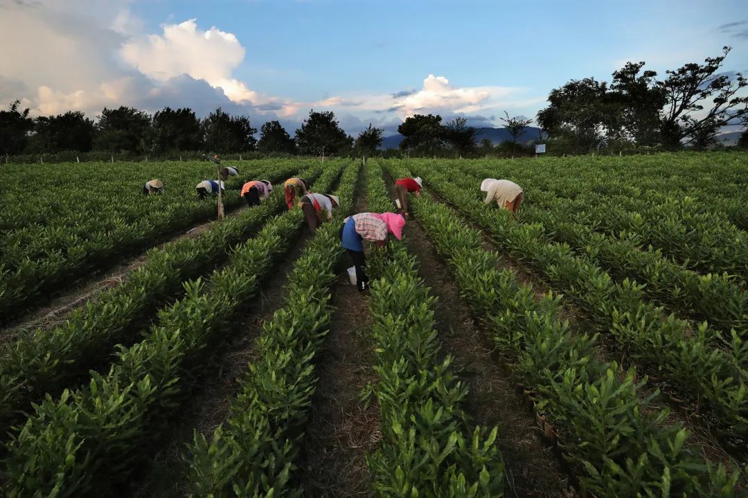 良品铺子以高端破局以效率制胜,良品铺子高端化产品