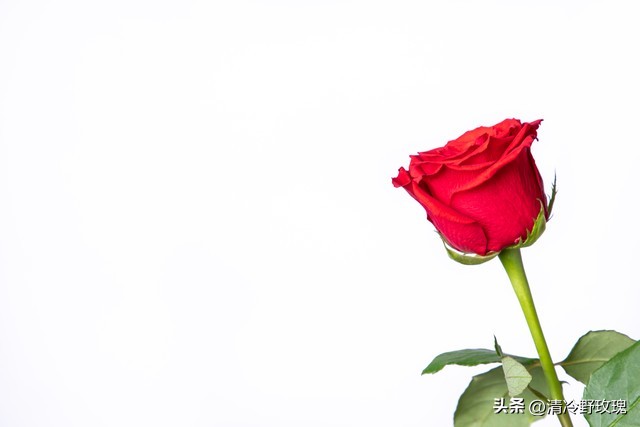 张爱玲很精辟的一句爱情语,张爱玲说过最好的爱情是不顾世俗