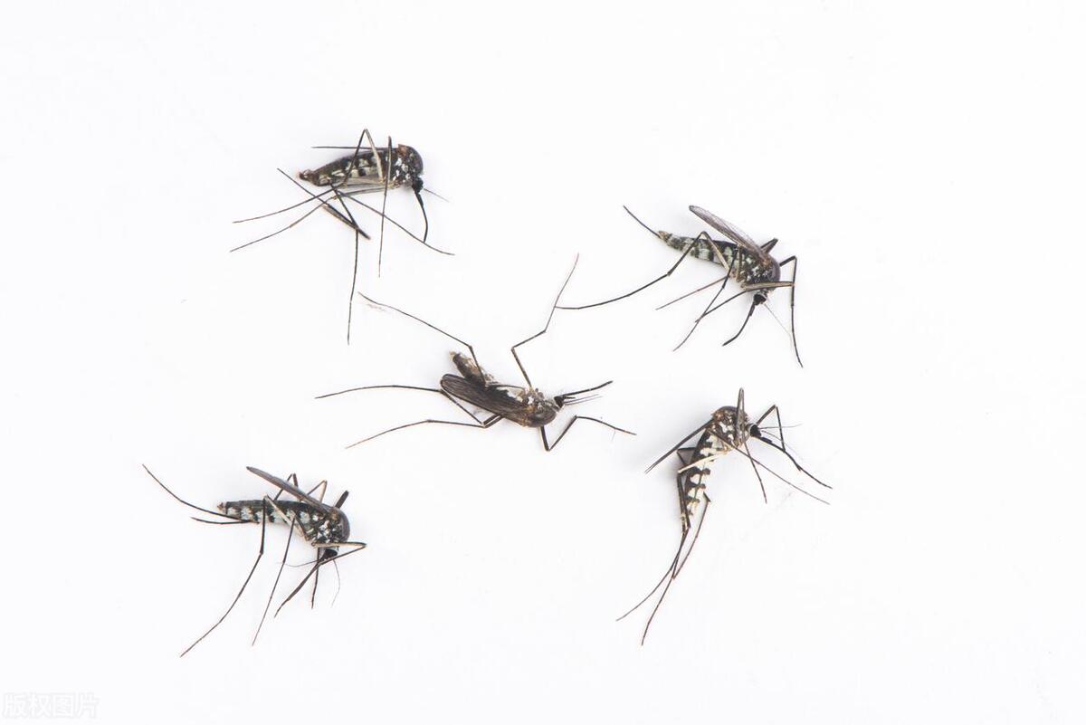 四害是指哪几种动物,四害动物是哪四害