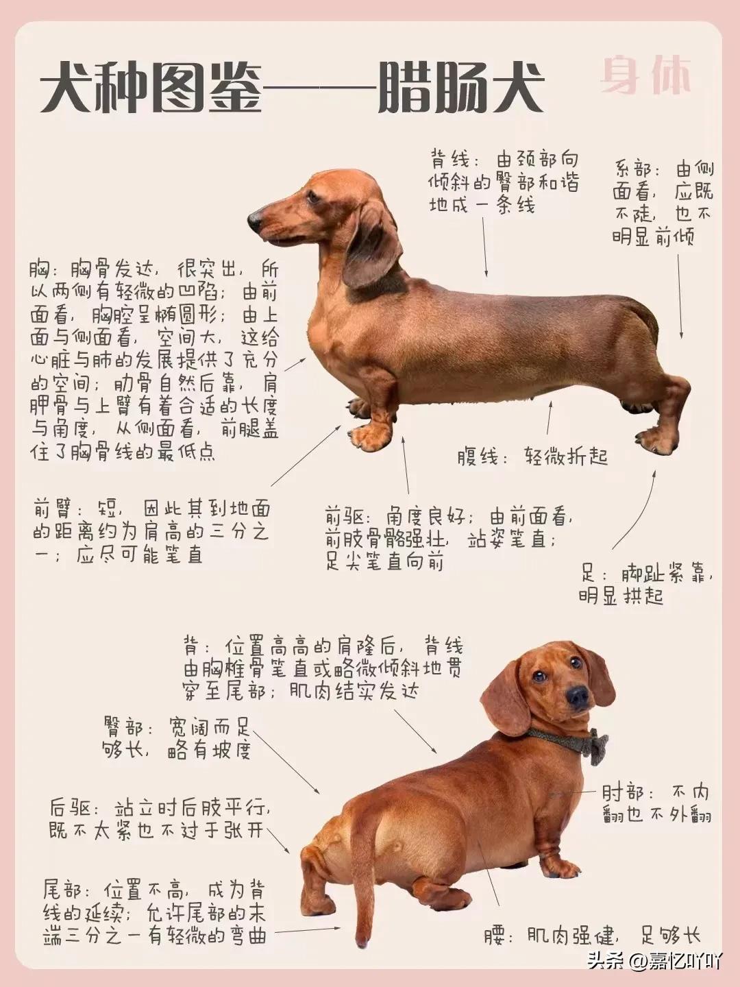 腊肠犬相似的狗有哪些,腊肠犬的图片