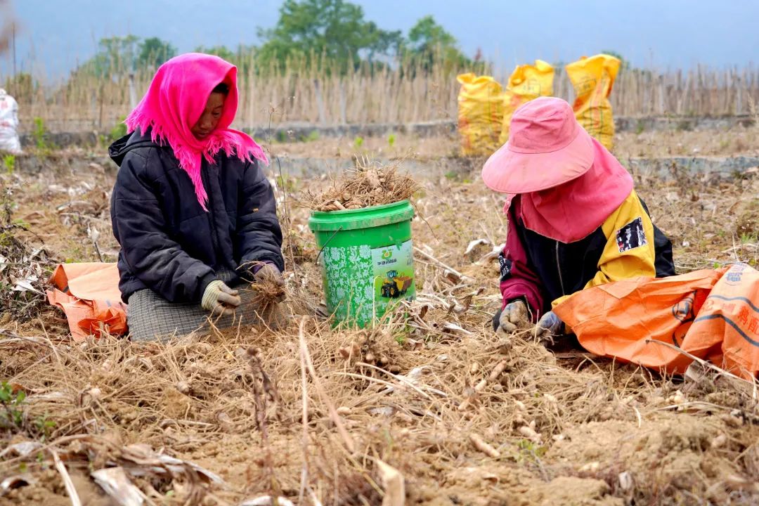 莪术种植一亩利润及生长周期,莪术种植基地