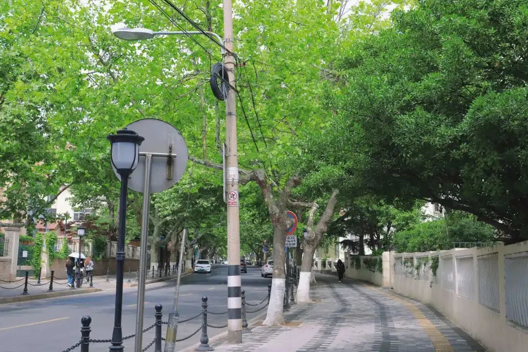 青岛绝美的一条路,青岛都是树的风景路