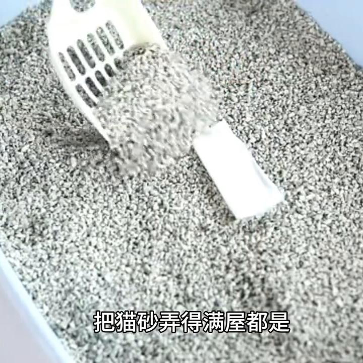 猫的一天生活记录,猫咪的生活习性是怎样的