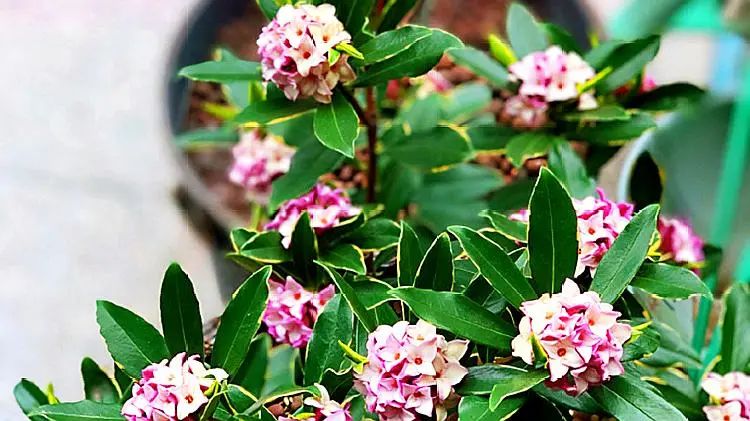 瑞香开始掉花怎么办,瑞香怎样避免落叶