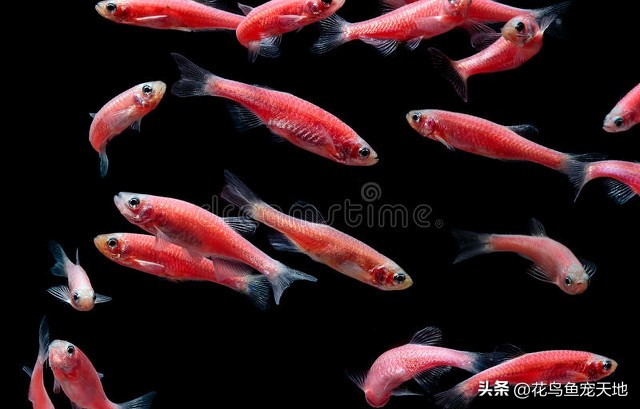 斑马鱼常见病怎么治疗,斑马鱼常见病用药