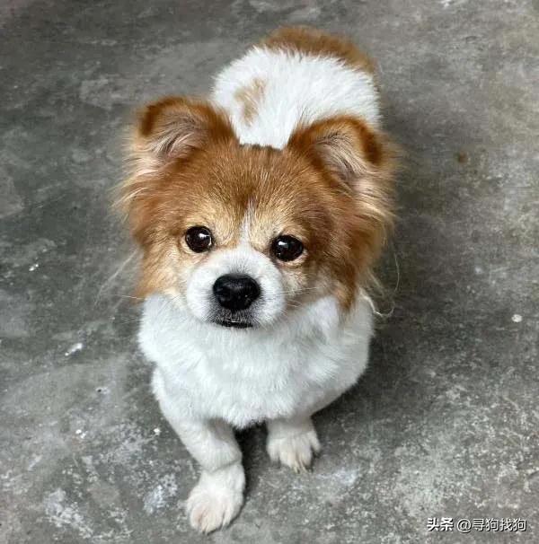 广东中山蝴蝶犬串串领养,附近的蝴蝶犬串串出售