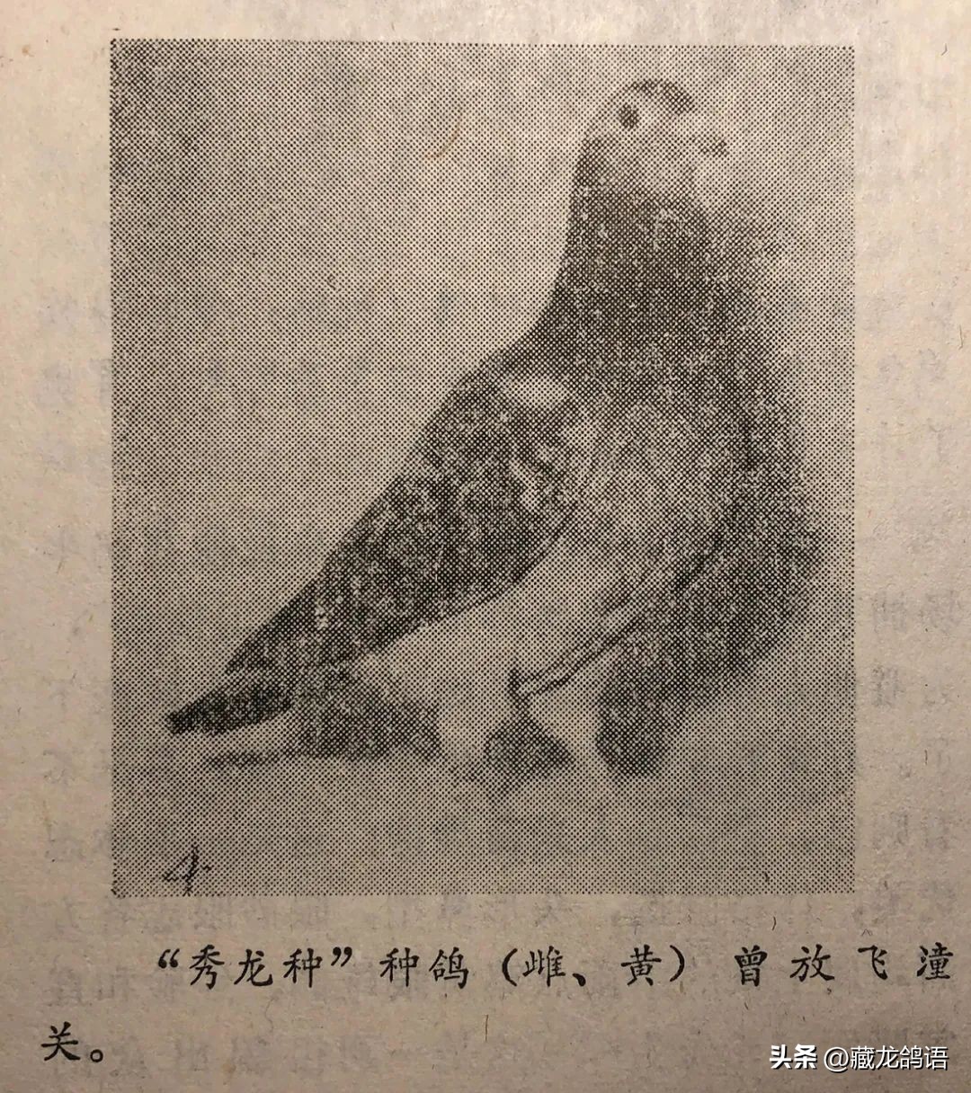 这是一位以“李鸟天落”起家却又超过李梅龄的大师,上