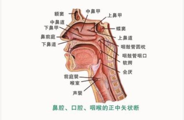 如果蚊子飞进耳朵怎么样,蚊子飞进鼻子有什么感觉