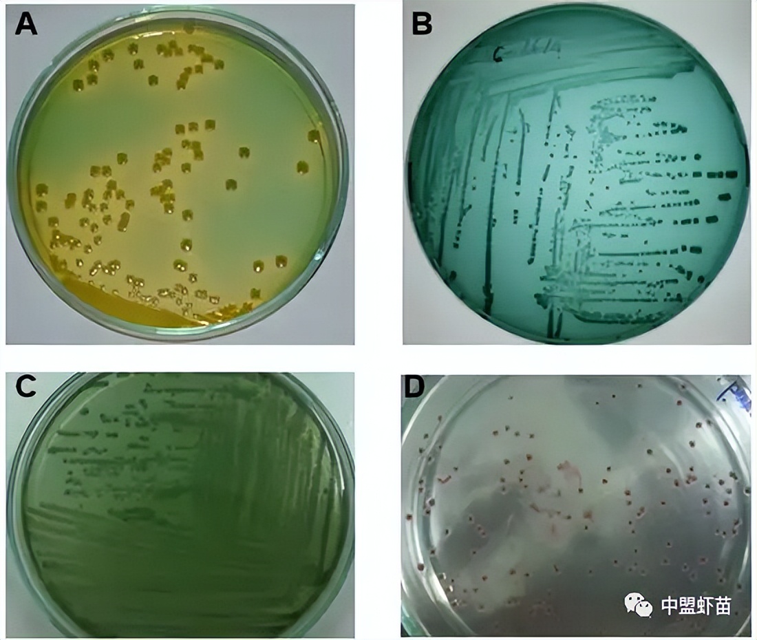 这种虾病，对虾产业产生深远影响！养殖大神揭露该病的今生前世！