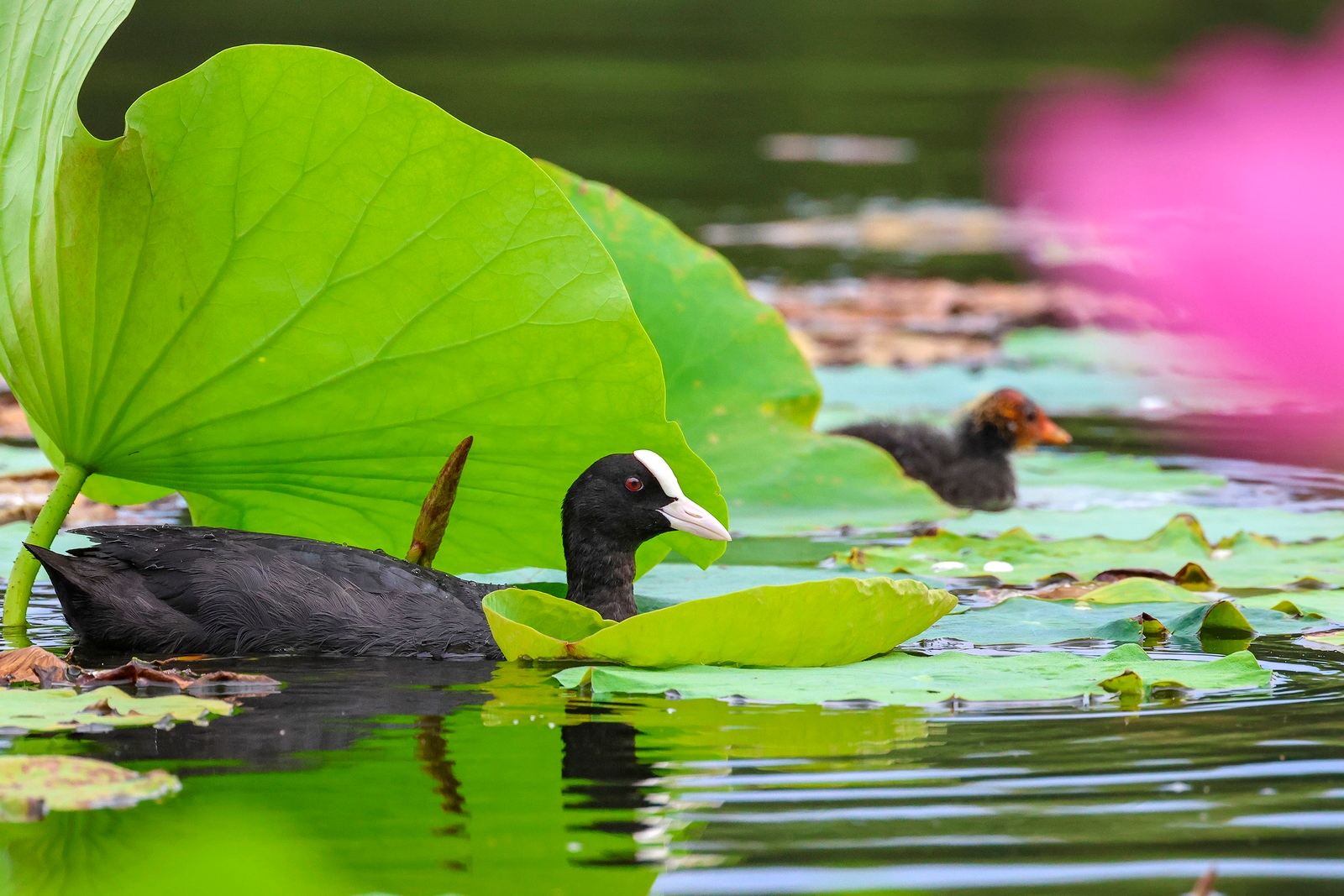 佳能eosr7目前值得买吗,佳能eosr7优缺点