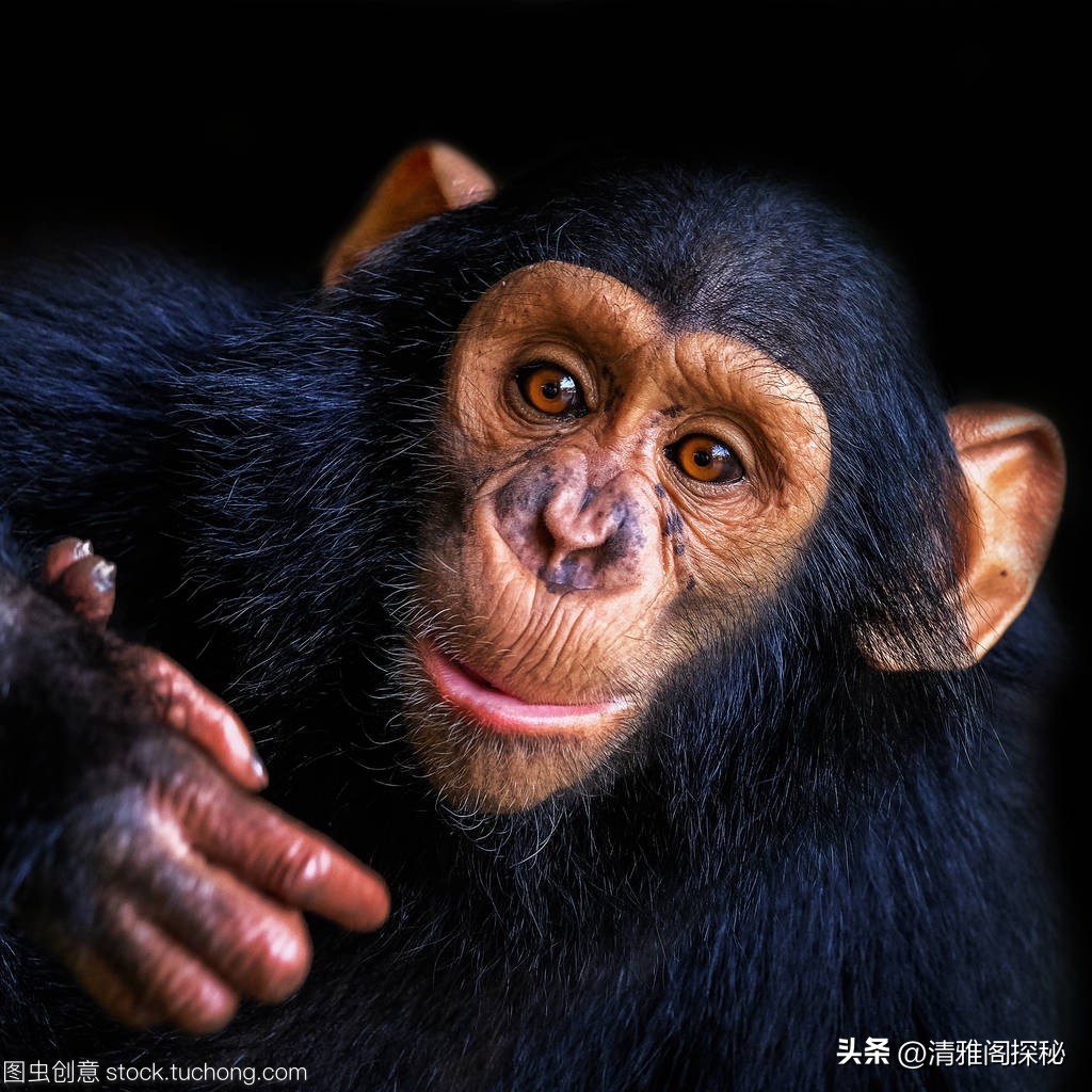 人类为什么褪去体毛？却保留了头发、腋毛和阴毛，有什么用？