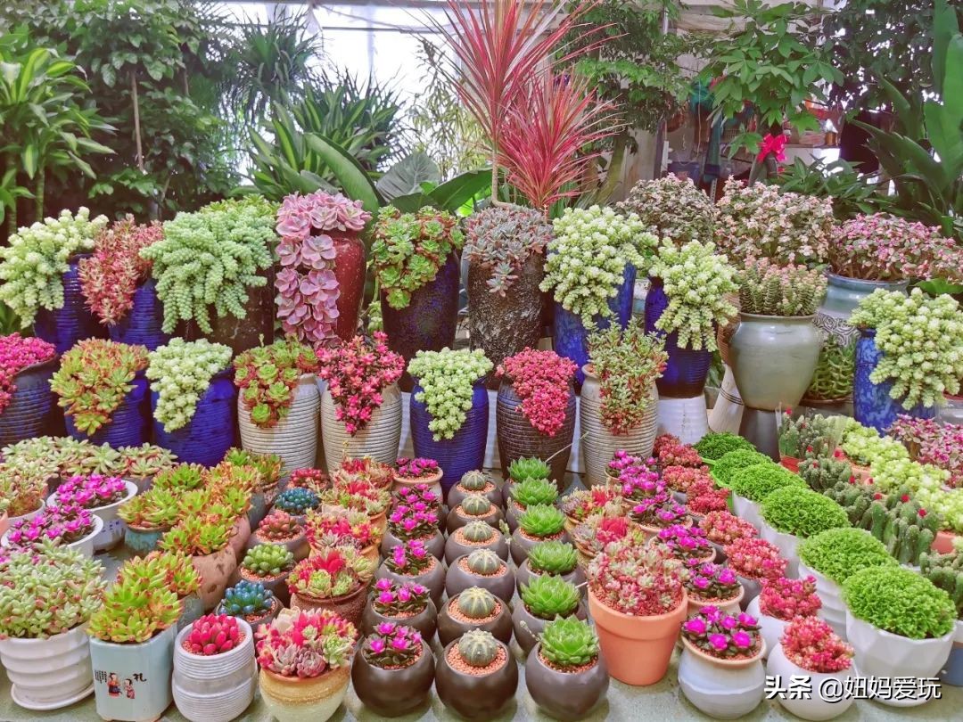 济南市市中区花鸟鱼虫市场在哪里,济南凤凰山花鸟鱼虫市场