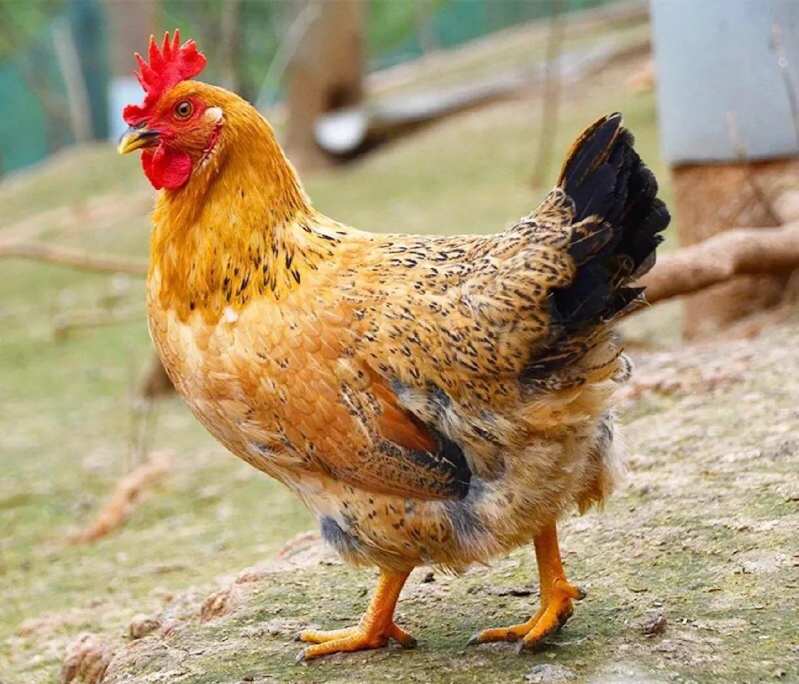 黄鼠狼给鸡拜年没安好心的故事,黄鼠狼给鸡拜年故事完整版