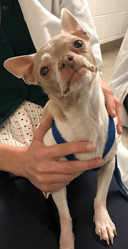 犬猫神经学检查视频,犬猫神经学检查是什么