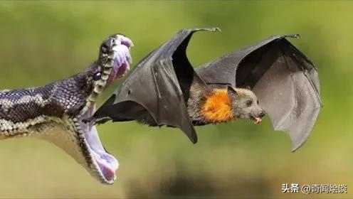 巨蟒捕食真实视频,巨蟒捕食鬣狗视频大全