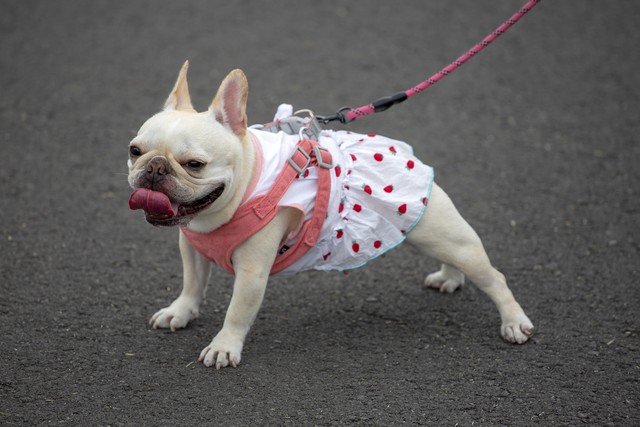 能看家护院的小狗叫什么,看家护院的小狗叫什么名字