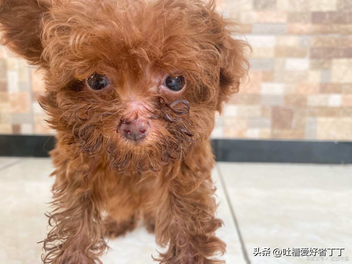 哪种巨贵犬最便宜,最烧钱的犬排名