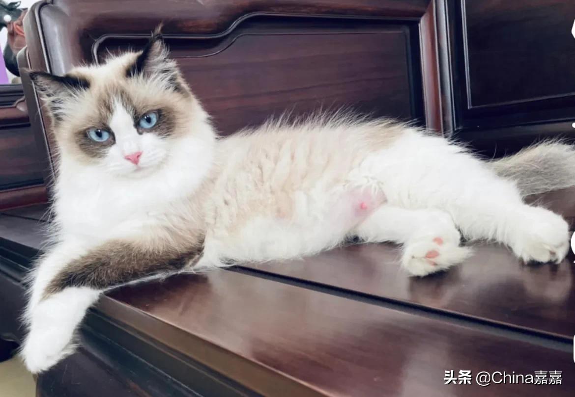 想让母猫怀孕该怎么办,想让母猫怀孕怎么办