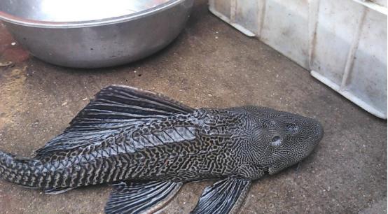 珍珠鳖在美国泛滥了吗,美国珍珠鳖对生态危害