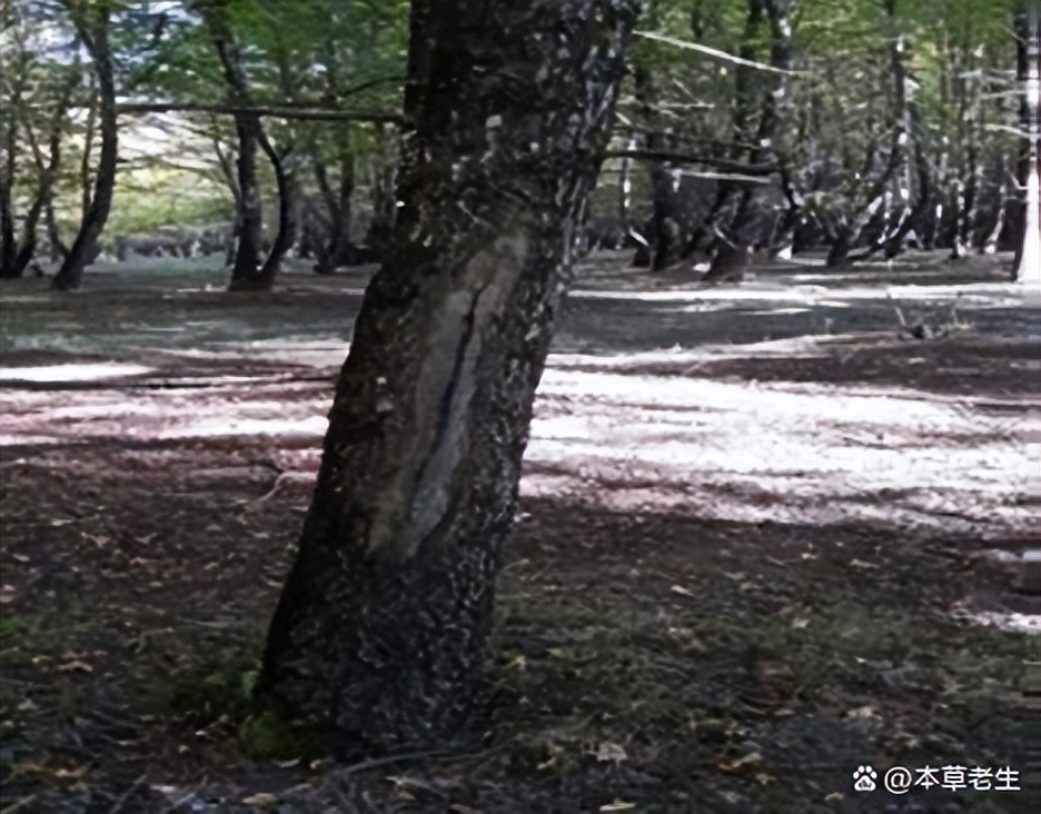 苏合香真假,苏合香哪个产地的最好