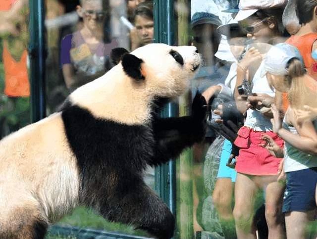 最喜爱大熊猫的前六名国家,世界上最宠大熊猫的6个国家