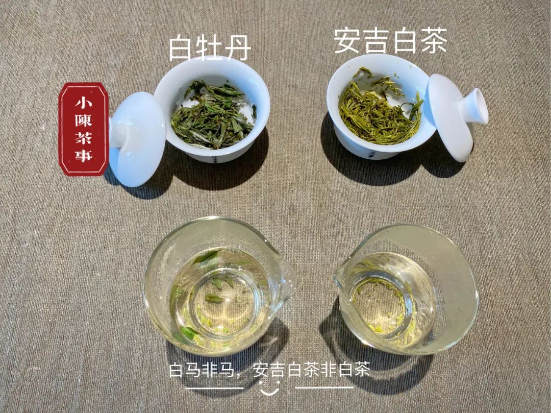 白茶是一种绿茶么,白茶是白的吗