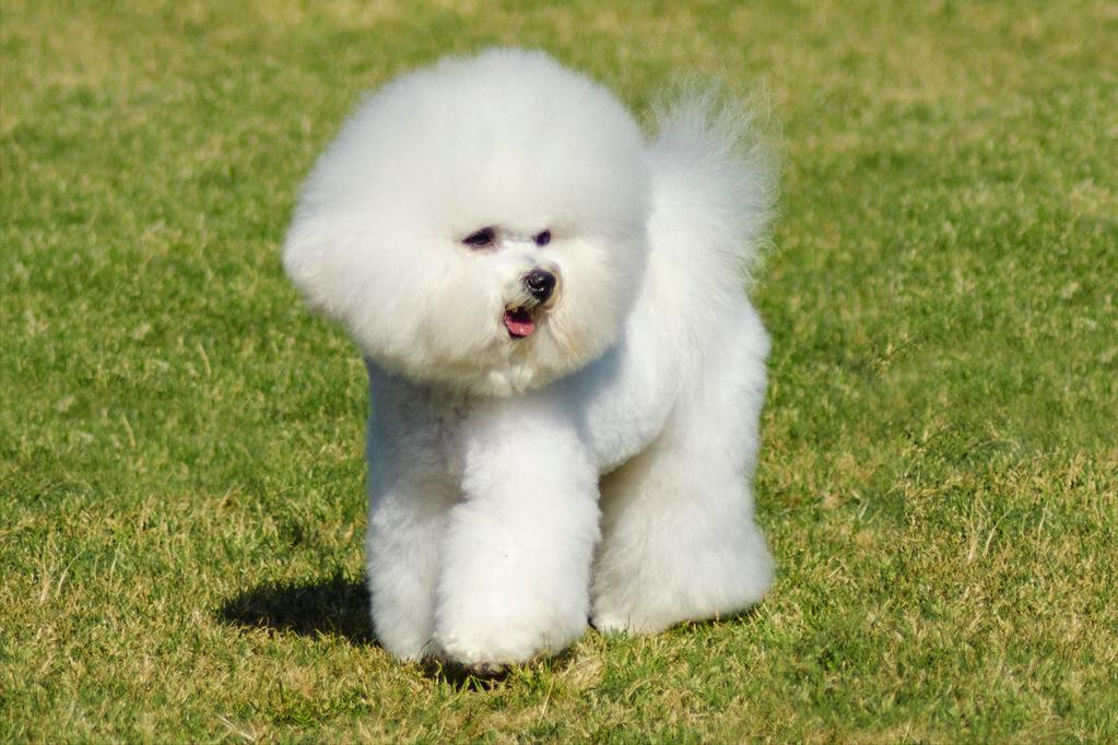 兽医怎么养宠物,兽医教你如何喂养一个月大的犬